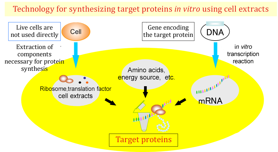 細胞抽出液を用い試験管内で目的タンパク質を合成する技術