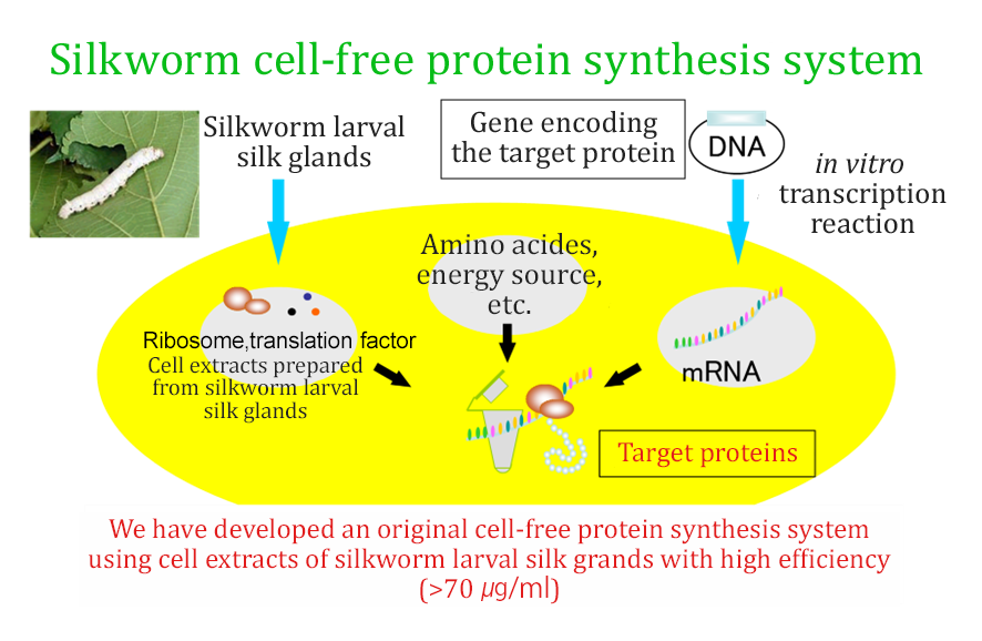 カイコ無細胞タンパク質合成系